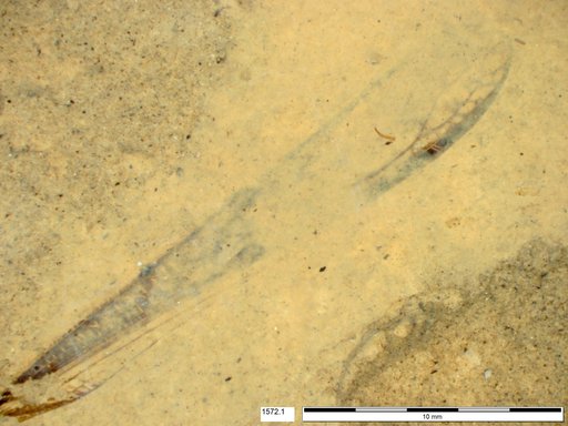 Genus sp