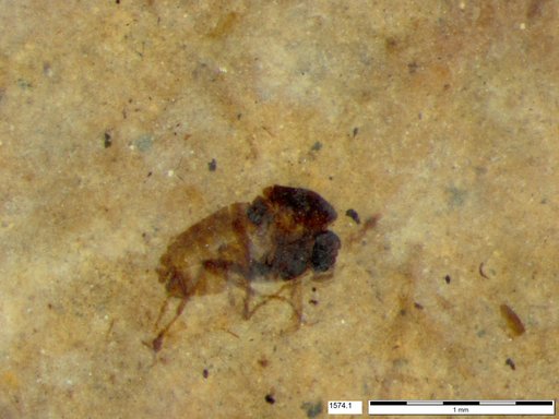 Diptera