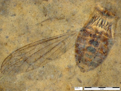 Diptera