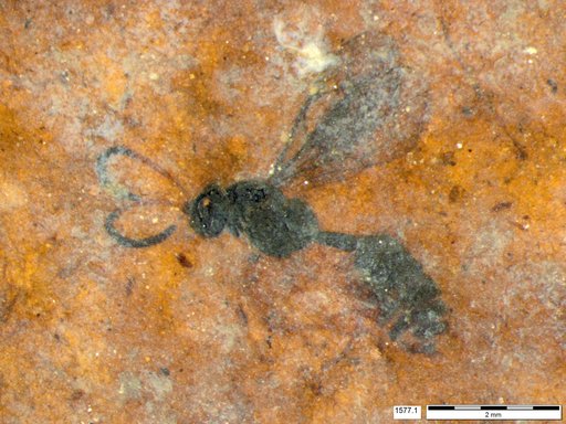 Ichneumonidae