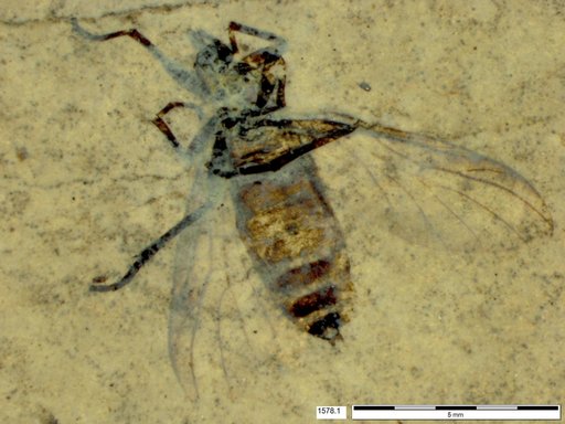 Genus sp
