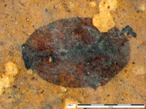 Tracheophyta
