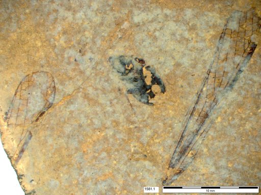 Genus sp