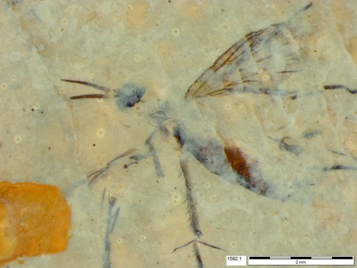 Mycetophilidae