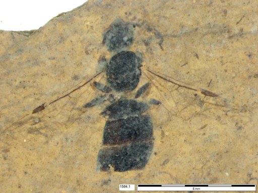 Formicidae