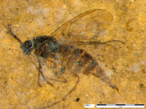 Sciaridae