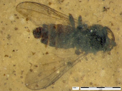 Diptera