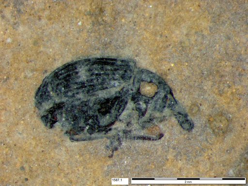 Genus sp