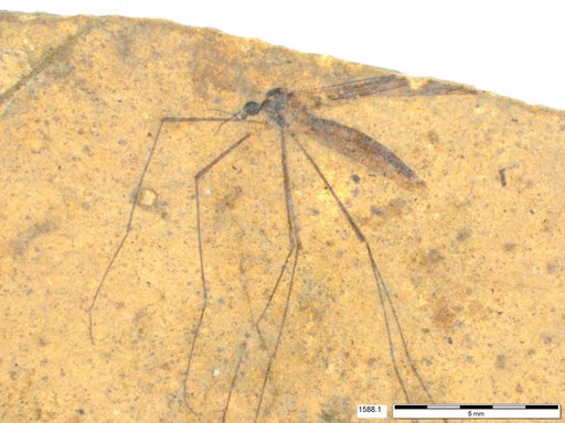 Diptera