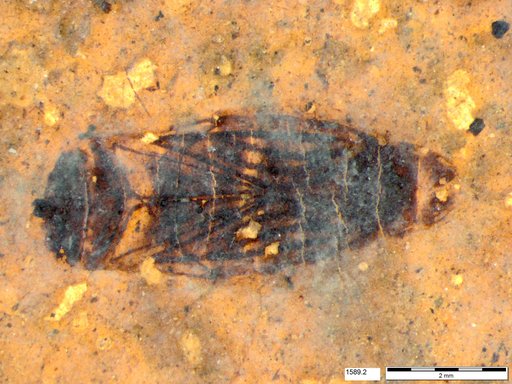 Corixidae