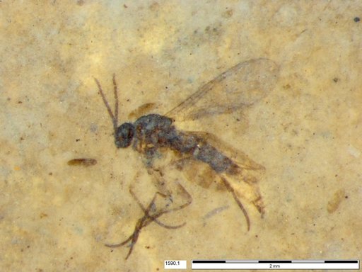 Sciaridae