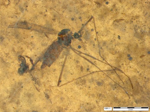 Diptera