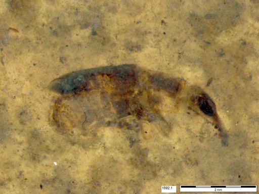 Genus sp