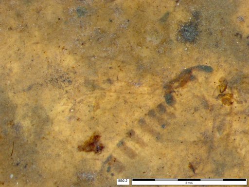 Chaoboridae