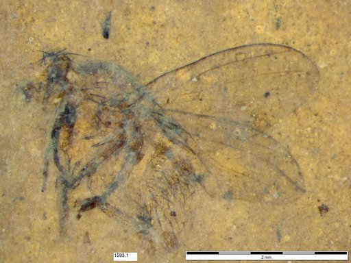 Diptera
