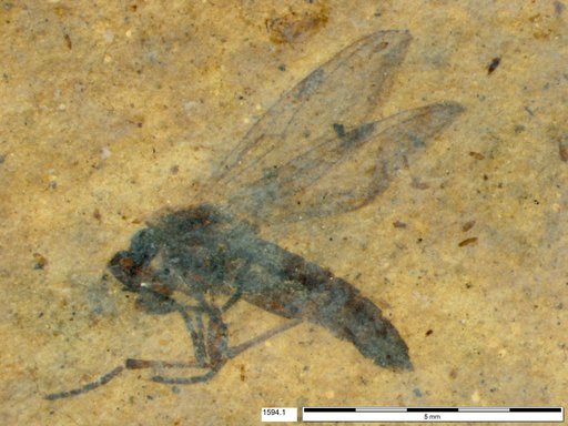 Diptera