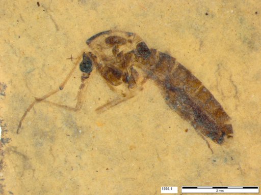 Diptera