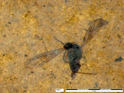 Diptera