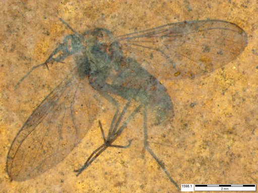 Diptera