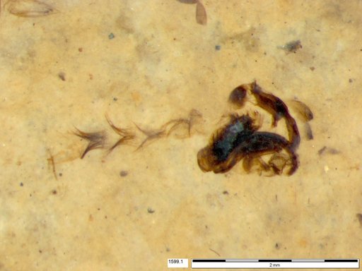 Chaoboridae