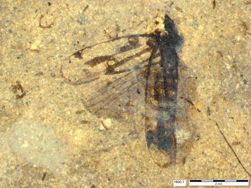 Genus sp
