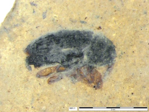 Genus sp