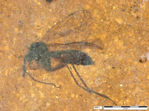 Diptera