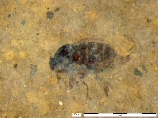 Diptera