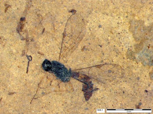 Ichneumonidae