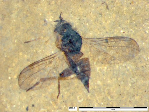 Diptera