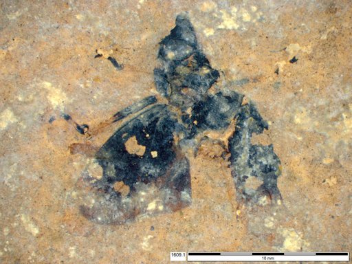Genus sp