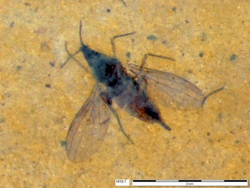 Diptera