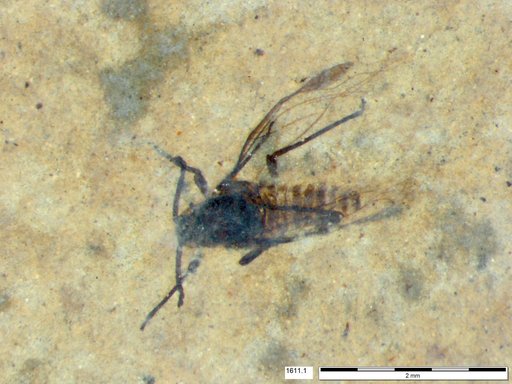 Aphididae