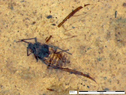 Aphididae