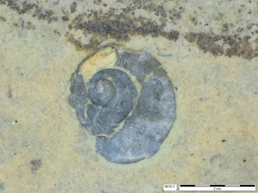 Gastropoda