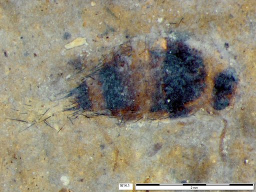 Genus sp