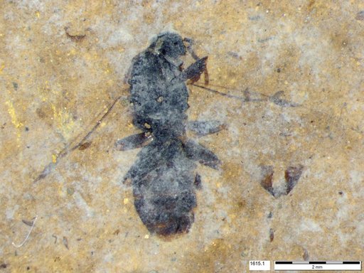 Formicidae