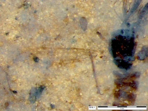 Chaoboridae