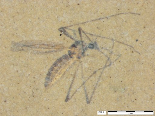 Diptera