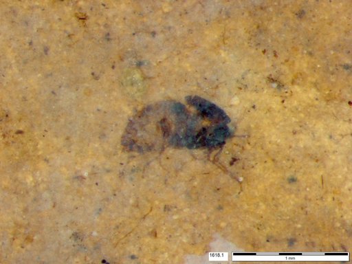 Diptera