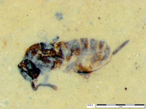 Genus sp