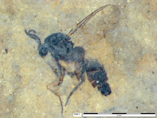 Diptera
