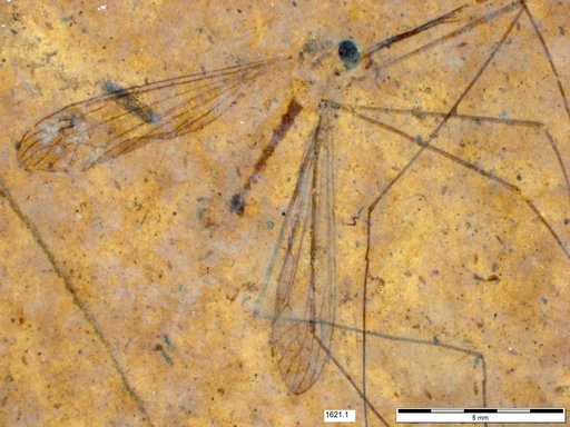 Diptera