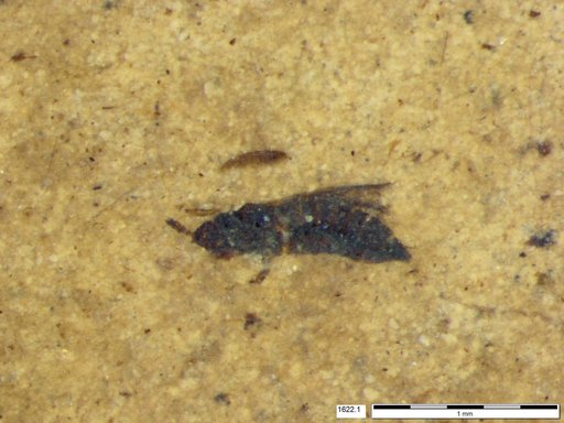 Genus sp