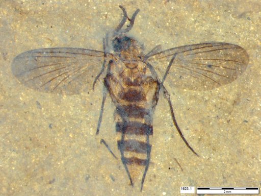 Diptera