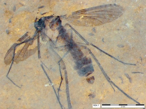 Mycetophilidae