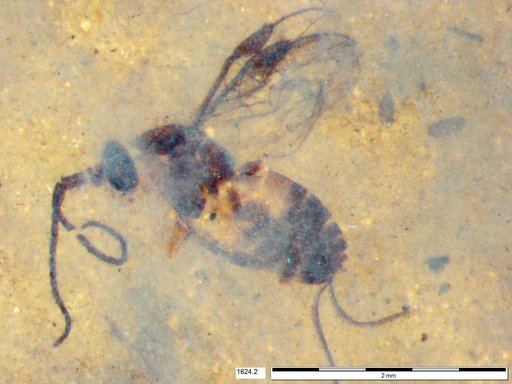 Braconidae
