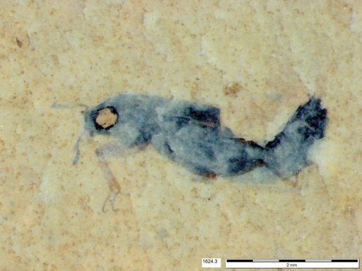 Genus sp