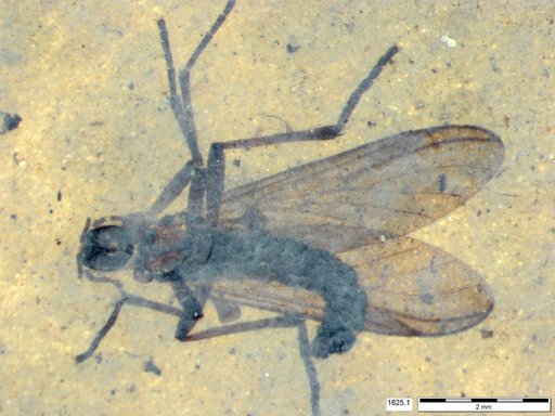 Genus sp