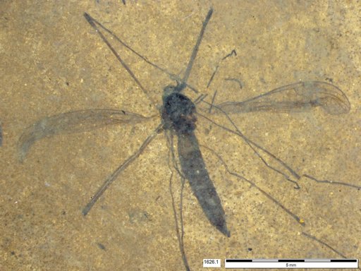 Diptera